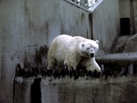 London Zoo - Polar Bear